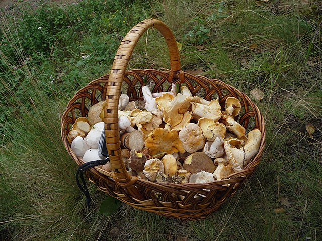 Лукошко грибника с лесными грибами: https://en.wikipedia.org/wiki/Edible_mushroom#/media/File:Edible_fungi_in_basket_2009_G1.jpg
