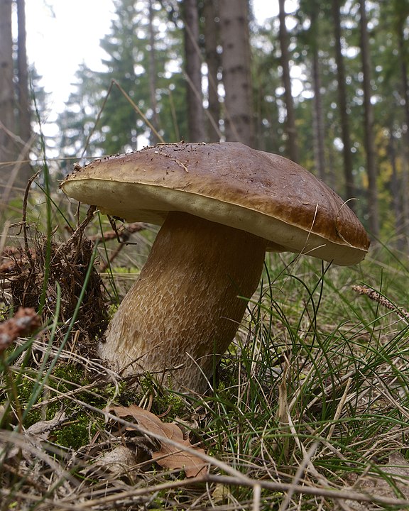 Белый гриб, который растет в хвойном лесу: https://ru.wikipedia.org/wiki/Белый_гриб#/media/Файл:Boletus_edulis_LC0371.jpg