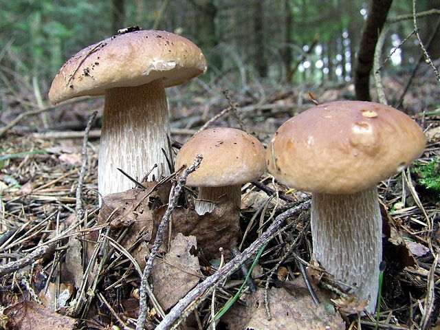 Белые грибы чаще всего рисуют в детских книгах: https://ru.wikipedia.org/wiki/Съедобные_грибы#/media/Файл:Boletus_edulis1.jpg
